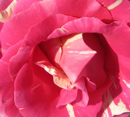 Online rózsa rendelés - Rózsaszín - Fehér - climber, futó rózsa - diszkrét illatú rózsa - Rosa Wekrosopela - Tom Carruth - Csíkos, telt virágú futórózsa.
